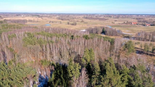 Działka leśna Grzegorze. Zdjęcie 13