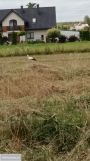 dom wolnostojący, 4 pokoje Rąbień. Zdjęcie 2
