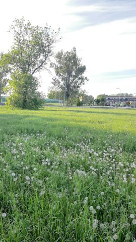 Działka rolno-budowlana Krośniewice. Zdjęcie 1