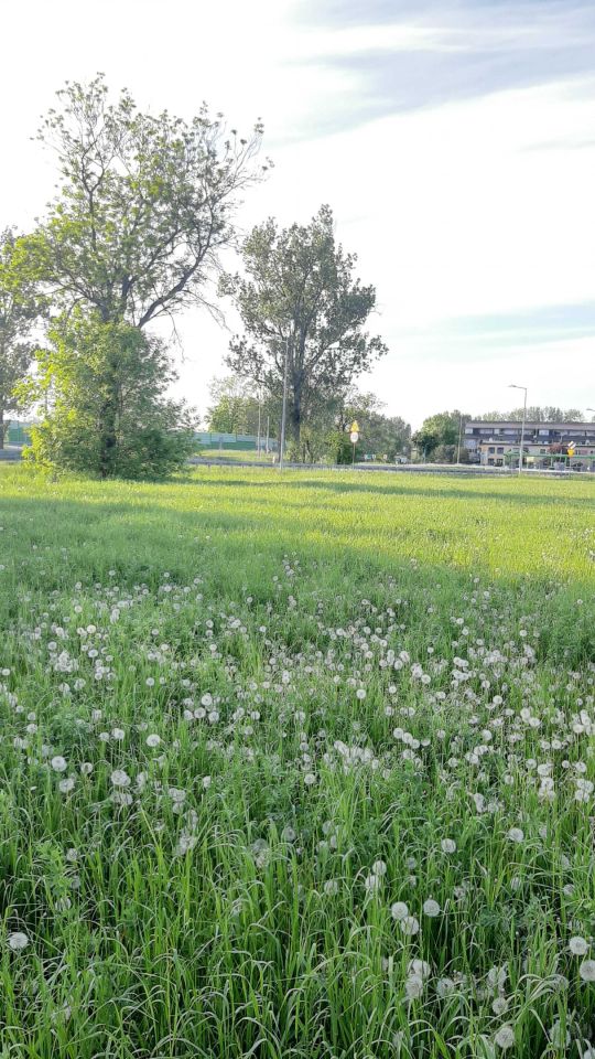 Działka rolno-budowlana Krośniewice