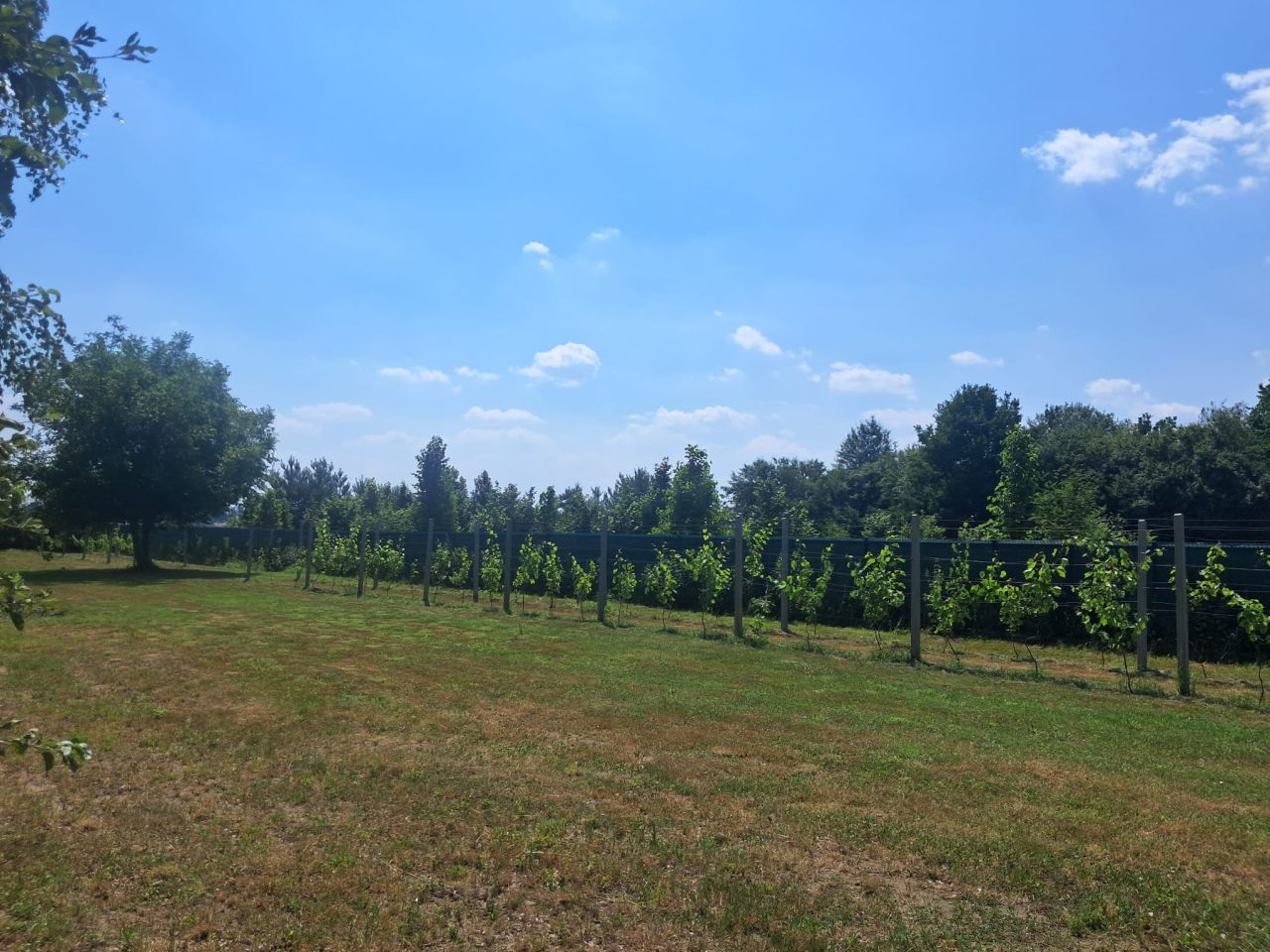 Działka rolno-budowlana Strojec, ul. Zacisze. Zdjęcie 5