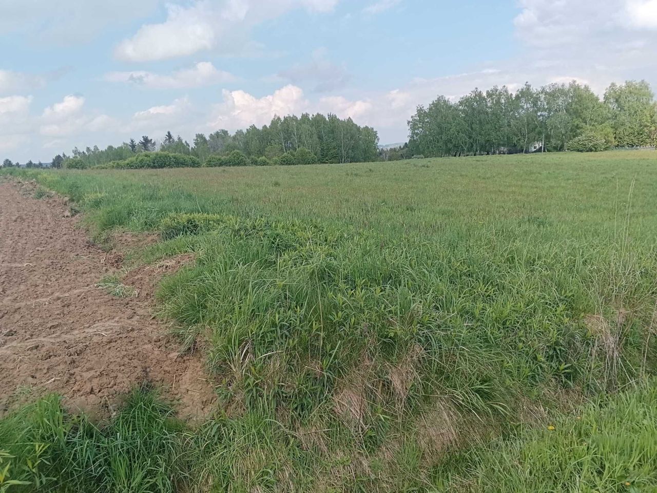 Działka budowlana Święcany. Zdjęcie 5