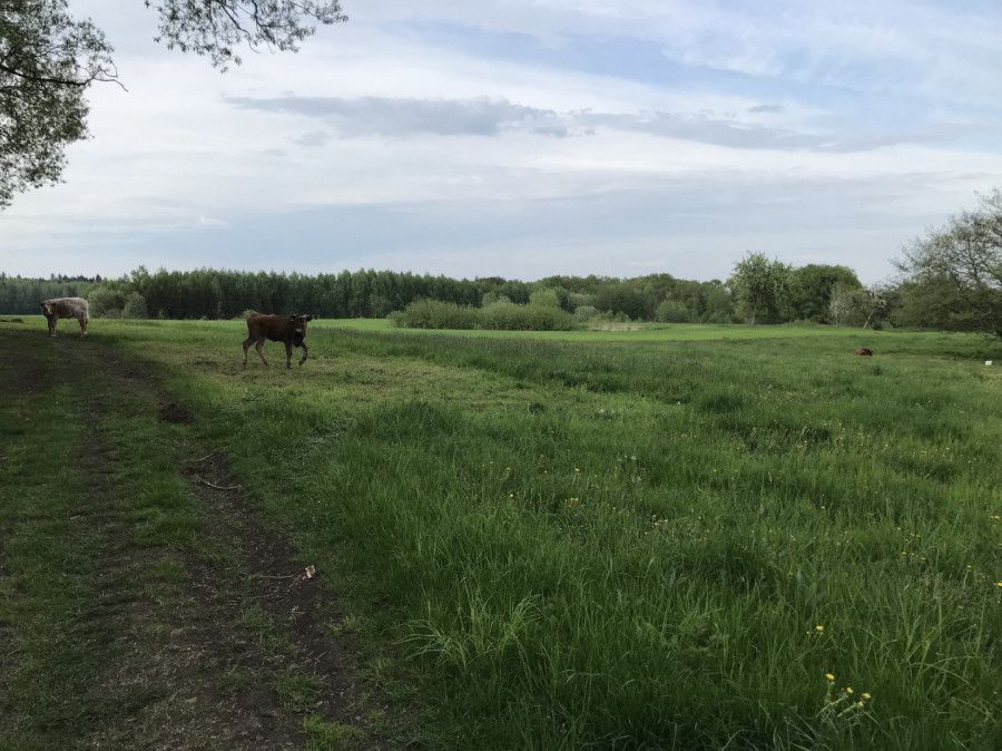 Działka rolna Buszkowy Górne, ul. Gradowa. Zdjęcie 5