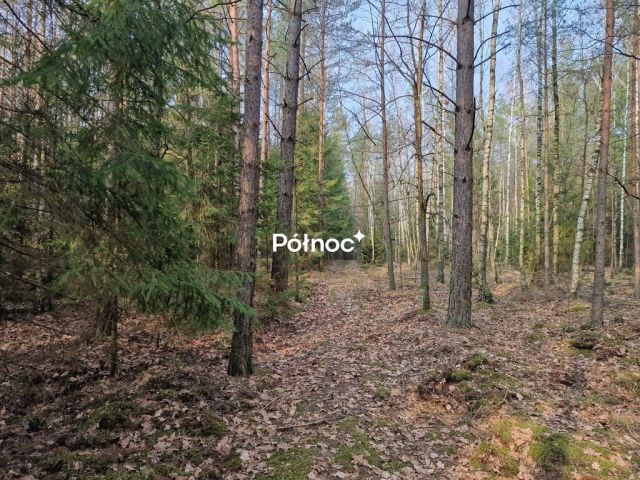 Działka leśna Poniklica. Zdjęcie 2