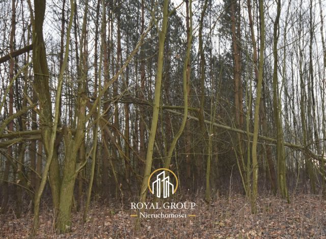 Działka leśna Jawidz Gajówka. Zdjęcie 1
