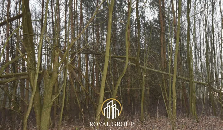 Działka leśna Jawidz Gajówka