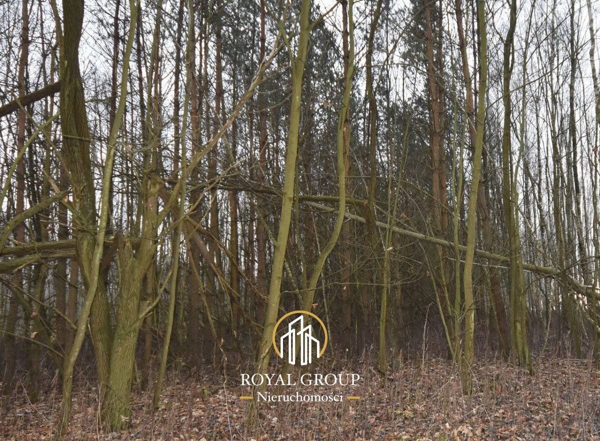 Działka leśna Jawidz Gajówka