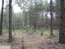 Działka leśna Wólka Radzymińska, ul. Krótka. Zdjęcie 1