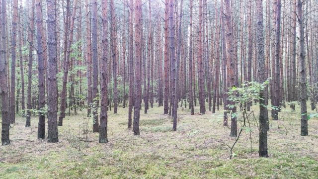 Działka leśna Ostrybór. Zdjęcie 1