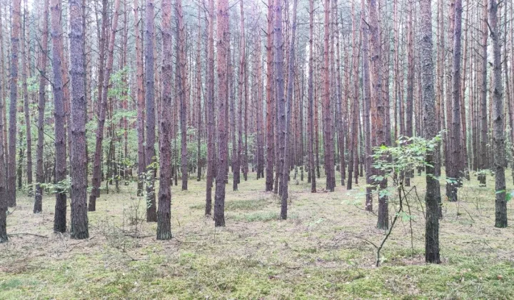 Działka leśna Ostrybór