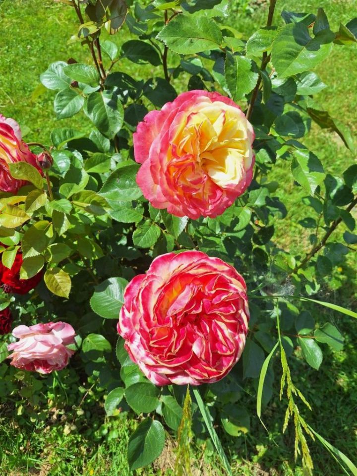 Działka rod Krosno. Zdjęcie 7