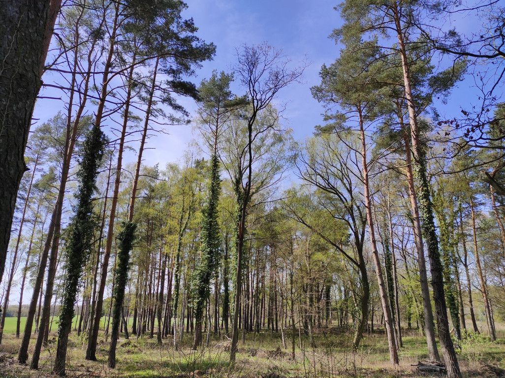 Działka budowlana Chomino. Zdjęcie 7