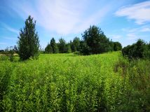 Działka rolna Mirowice. Zdjęcie 2