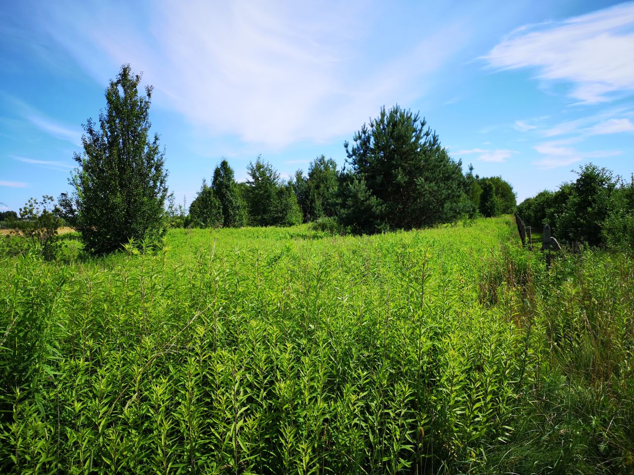 Działka rolna Mirowice. Zdjęcie 3