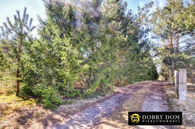 Działka budowlana Płaska. Zdjęcie 4