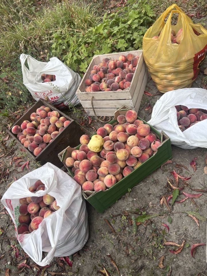 Działka rod Warszawa Włochy. Zdjęcie 7