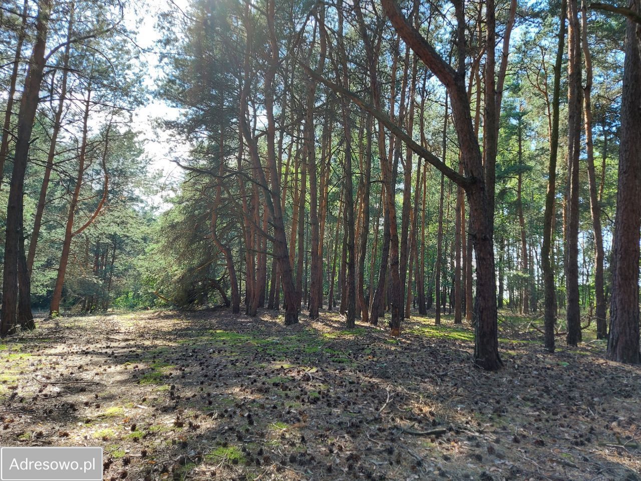 Działka rolno-budowlana Roszkowa Wola. Zdjęcie 7