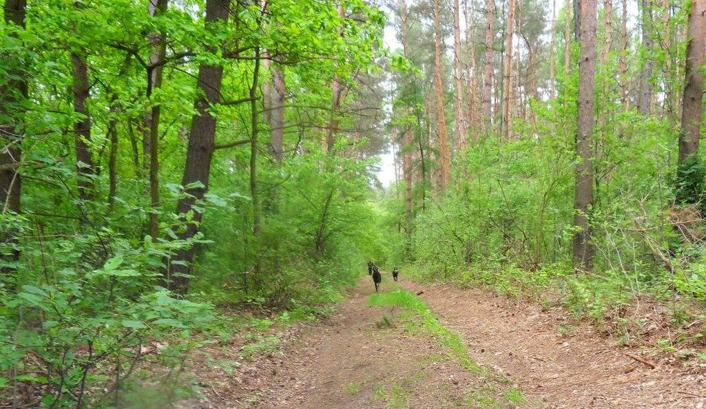 Działka siedliskowa Miodary. Zdjęcie 4