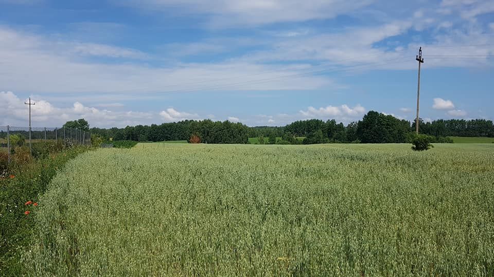 Działka rolno-budowlana Świdry. Zdjęcie 2