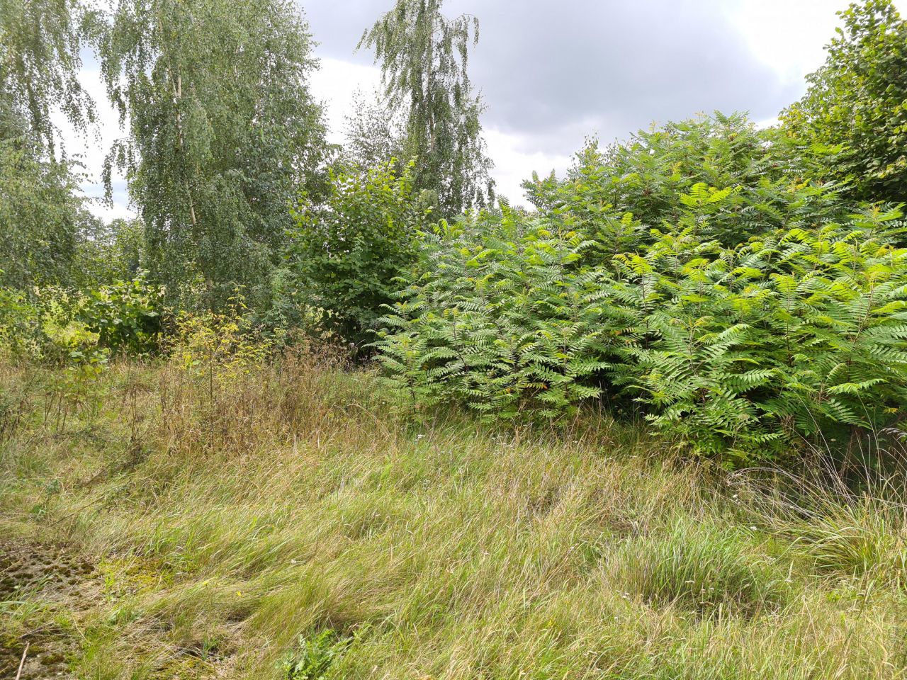 Działka rolno-budowlana Łyszkowice, ul. Brzezińska. Zdjęcie 21