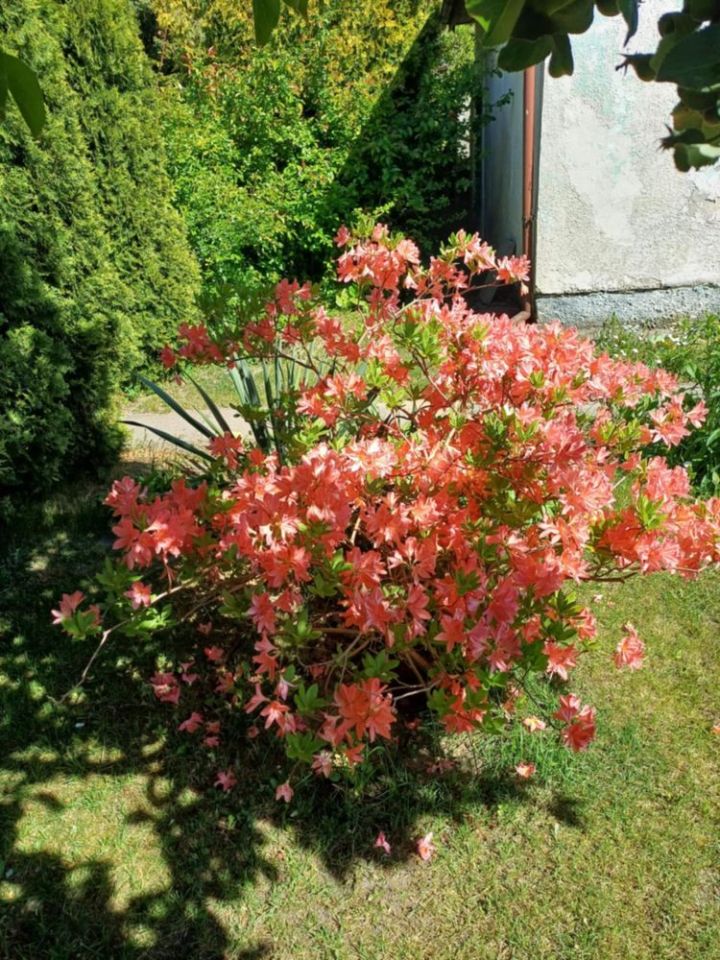 Działka rod Iława. Zdjęcie 8