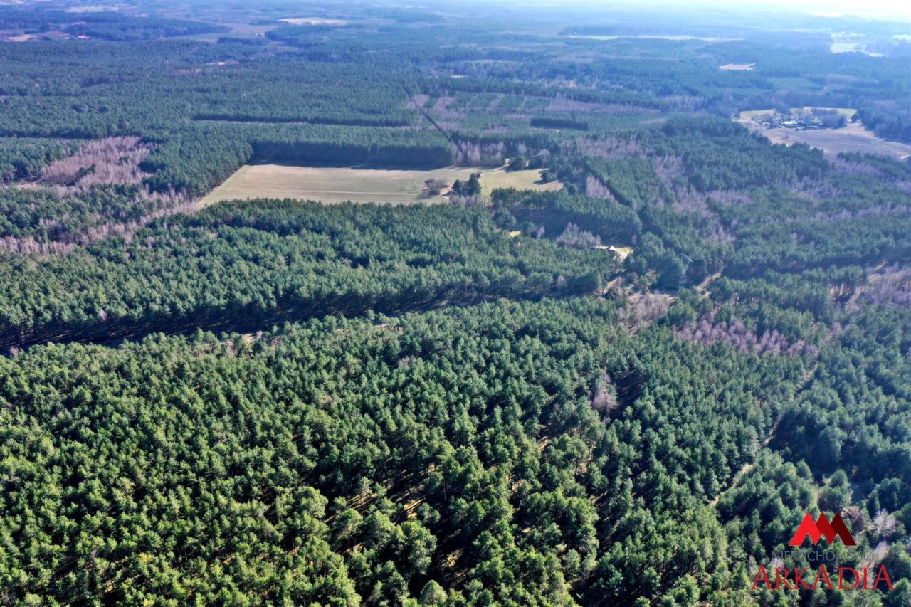 Działka leśna Bobrownickie Pole. Zdjęcie 6