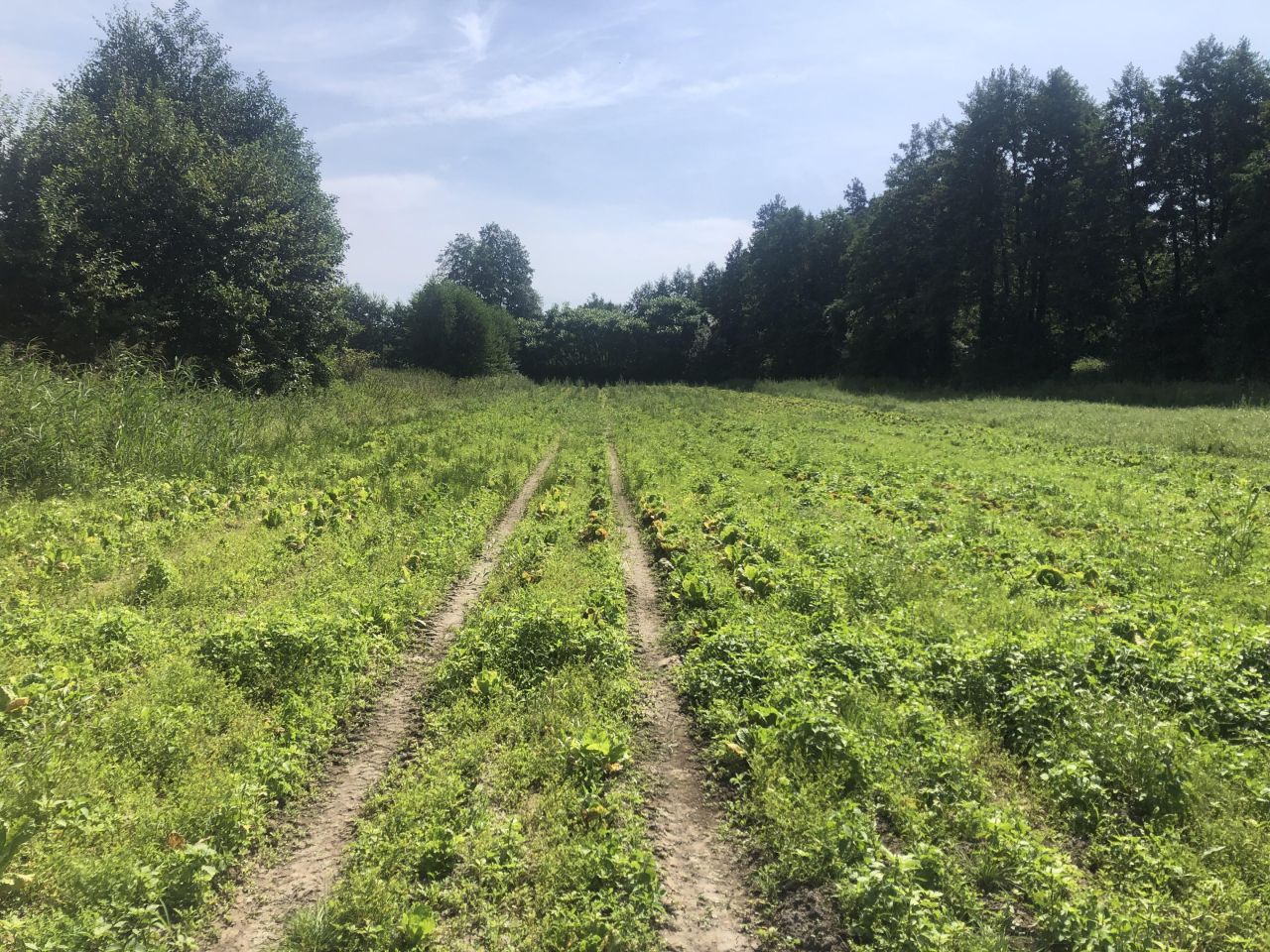 Działka rolna Łubna-Jakusy. Zdjęcie 4
