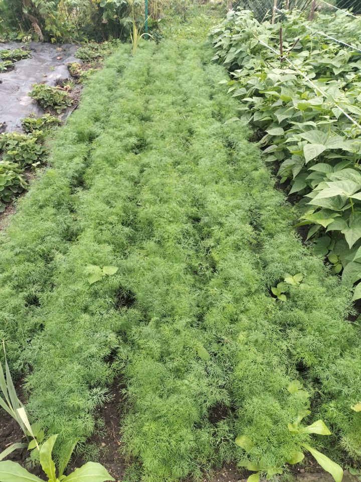 Działka rod Lubiszewo Tczewskie. Zdjęcie 4