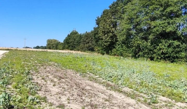Działka budowlana Czechówka, ul. Spokojna