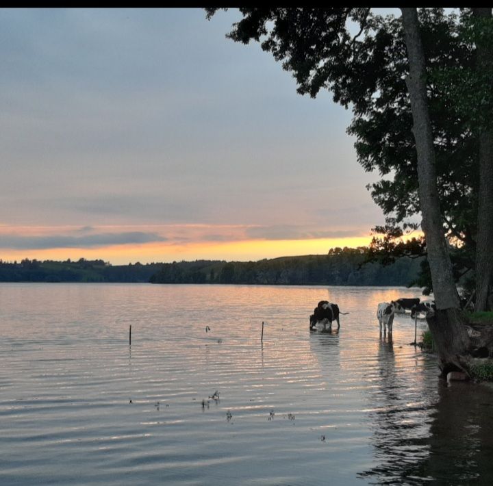 Działka rolna Huta. Zdjęcie 11
