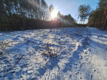 Działka leśna Połoń. Zdjęcie 4