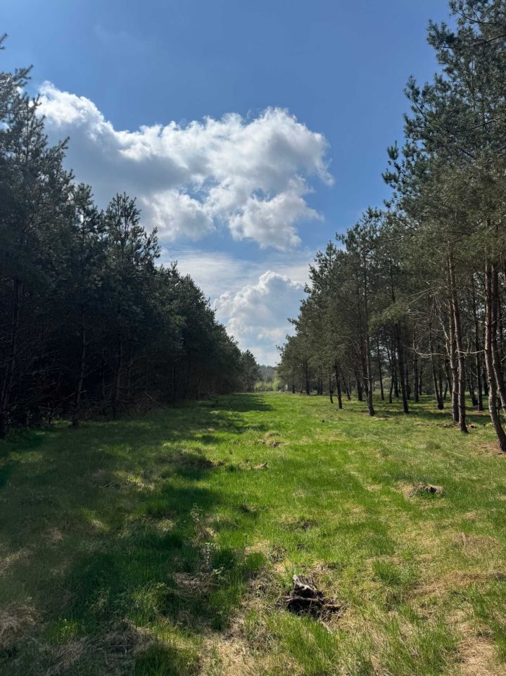 Działka rolno-budowlana Wiewiórowo. Zdjęcie 6