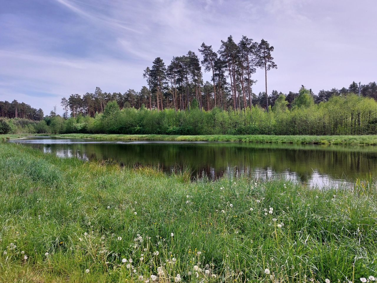 Działka rekreacyjna Starzechowice Sęp, BRAK. Zdjęcie 13