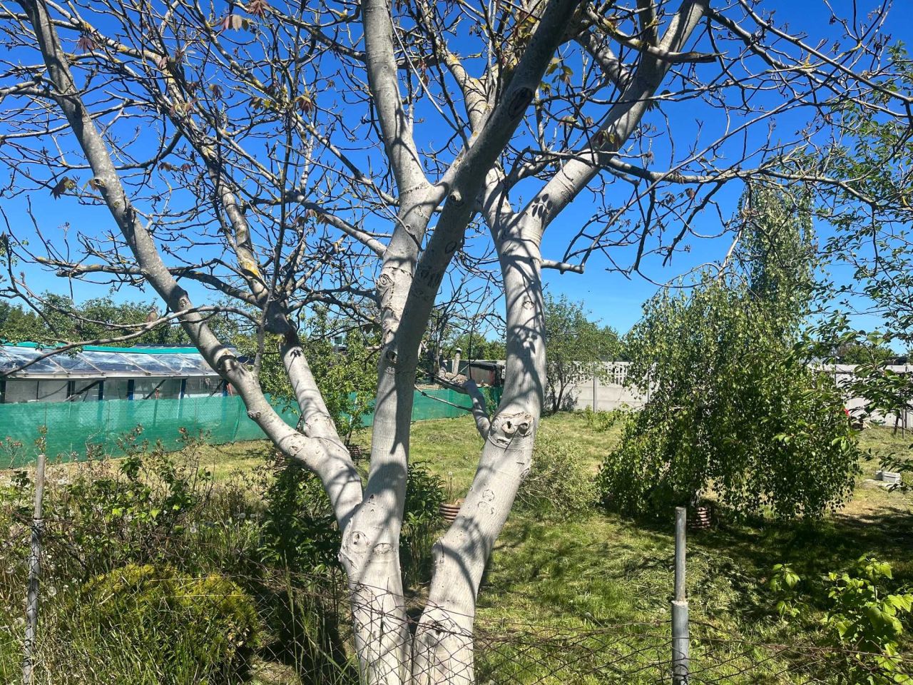 Działka rod Słupsk, ul. Stefana Banacha. Zdjęcie 4