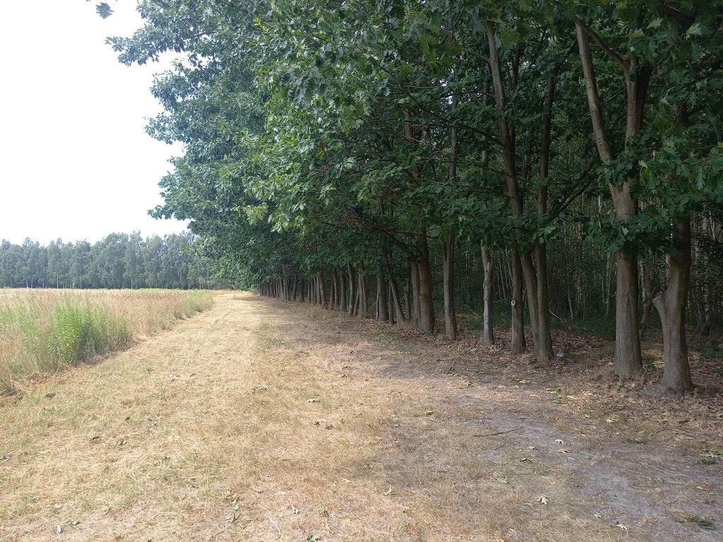 Działka budowlana Korzeniówka. Zdjęcie 5