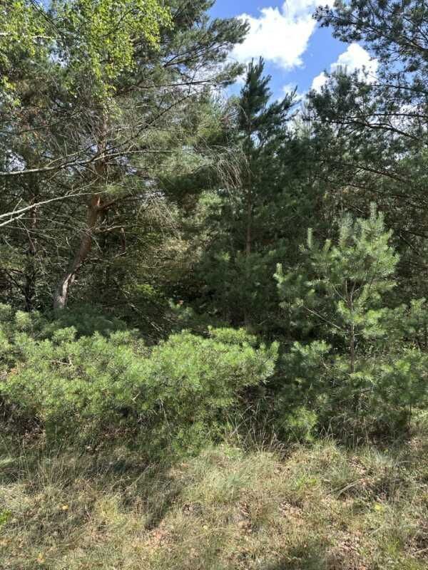 Działka rolno-budowlana Kolonia. Zdjęcie 4