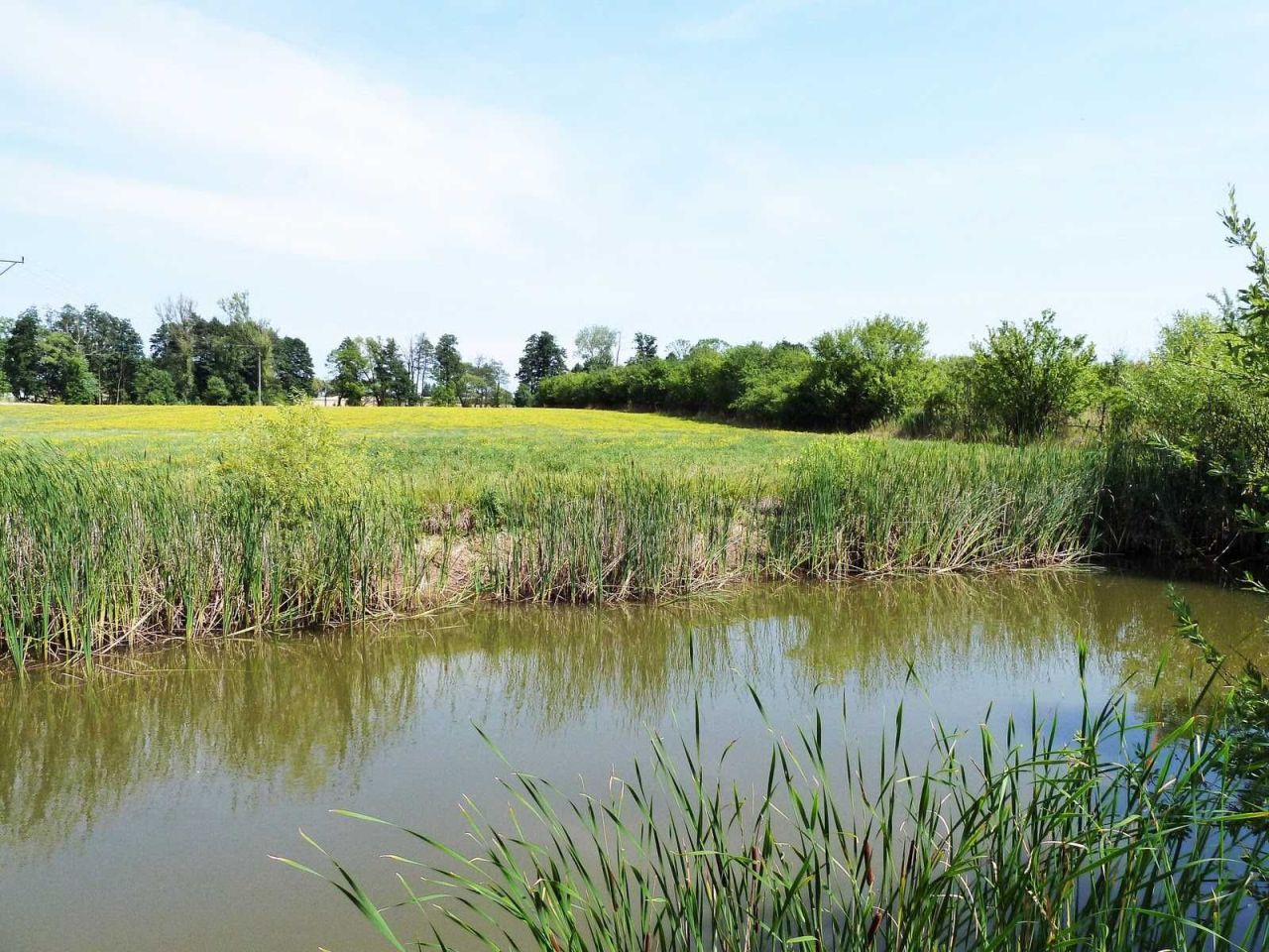 Działka budowlana Pogorzelec. Zdjęcie 2
