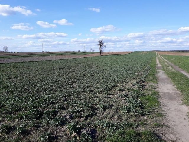 Działka rolna Brdów, ul. Niepodległości. Zdjęcie 1