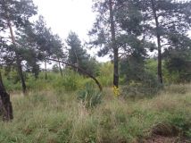 Działka inwestycyjna Ostrowiec Świętokrzyski, ul. Rudzka. Zdjęcie 3