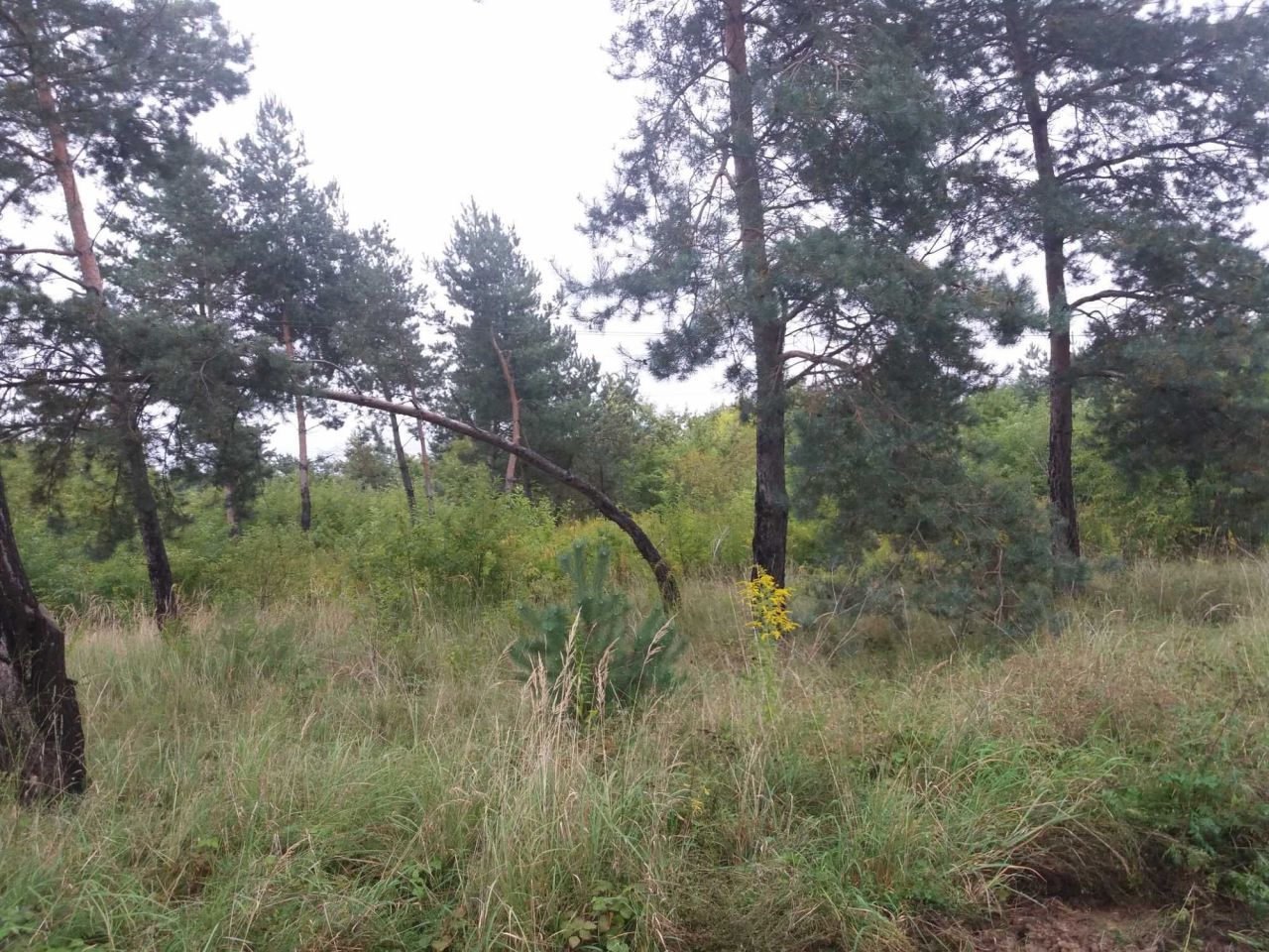 Działka inwestycyjna Ostrowiec Świętokrzyski, ul. Rudzka. Zdjęcie 4