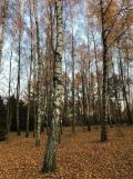 Działka budowlana Kalonka. Zdjęcie 1