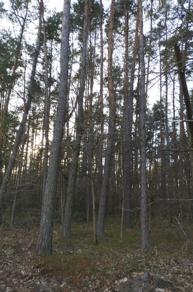 Działka leśna Szulborze Wielkie