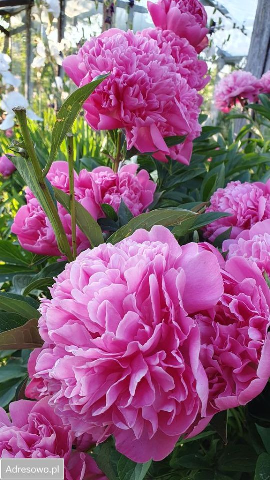 Działka rod Szczecin Śródmieście. Zdjęcie 11