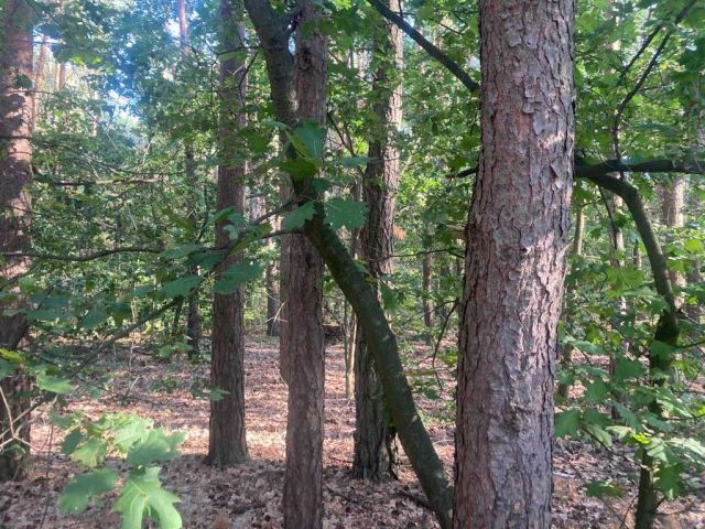 Działka leśna Apolonia, ul. Leśna. Zdjęcie 1