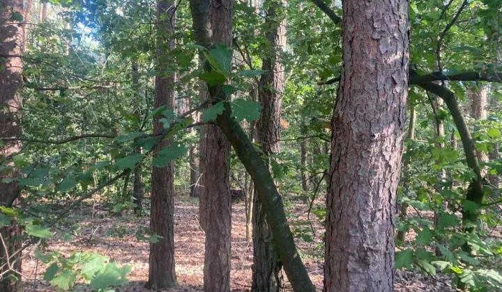 Działka leśna Apolonia, ul. Leśna