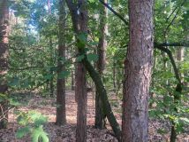 Działka leśna Apolonia, ul. Leśna