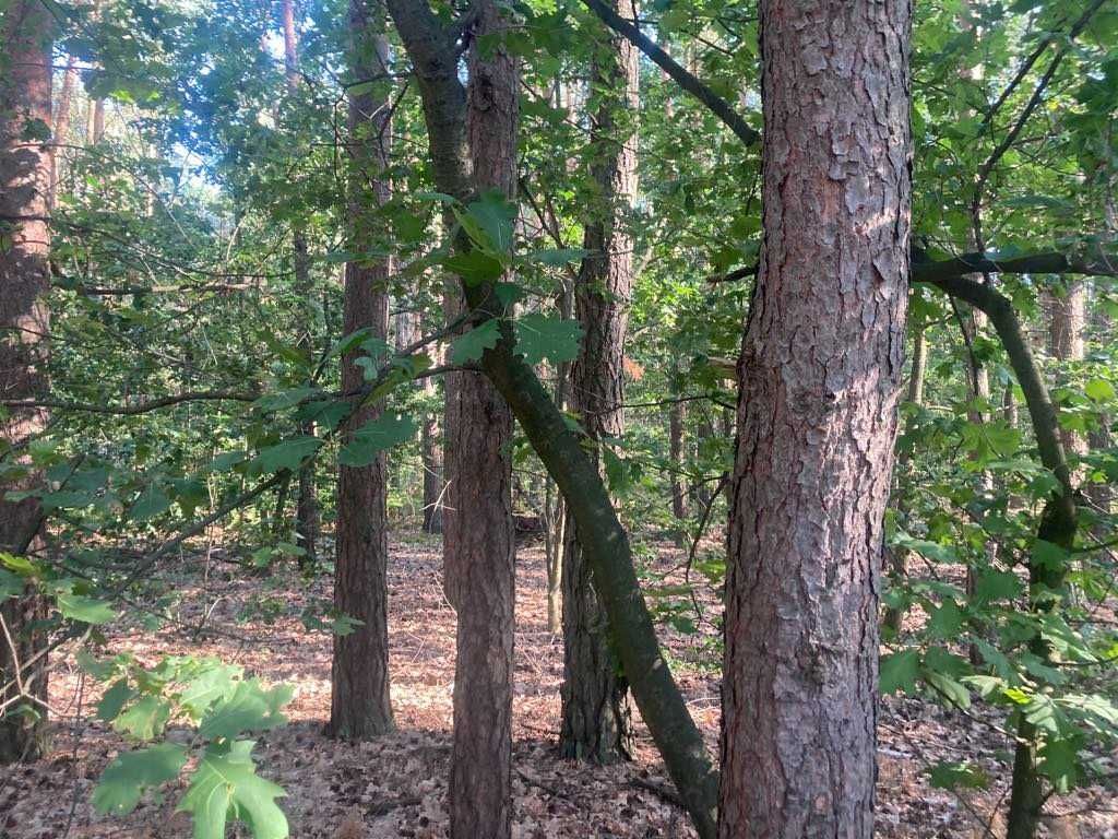 Działka leśna Apolonia, ul. Leśna