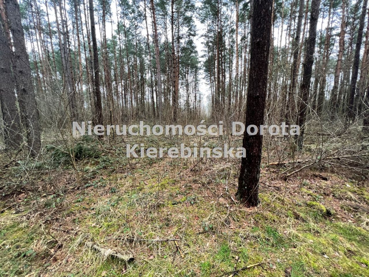 Działka leśna Poświętne. Zdjęcie 8