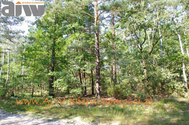 Działka budowlana Izabelin B. Zdjęcie 1