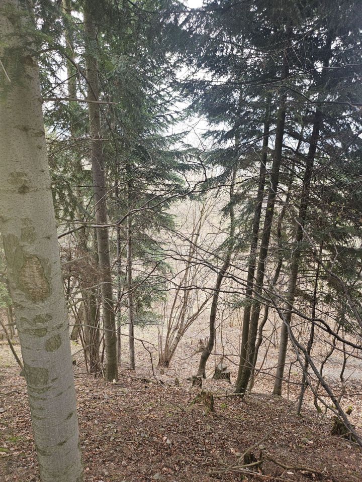 Działka leśna Słotwina. Zdjęcie 2